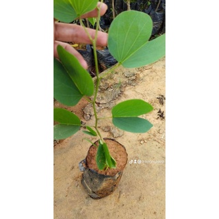 combo 3 cây giống ban trắng tím (móng bò)