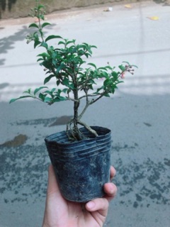 Cây Hồng Ngọc Mai