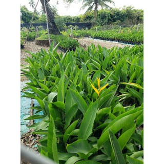 cây hoa chuối màu
