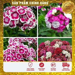Hạt giống Hoa Cẩm Chướng Chùm Nhiều Màu