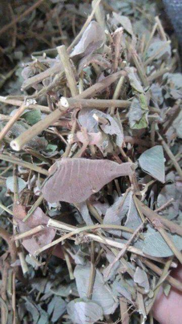 [Mã 267FMCGSALE giảm 8% đơn 500K] Kim Tiền Thảo khô trị sỏi mật 1kg | BigBuy360 - bigbuy360.vn