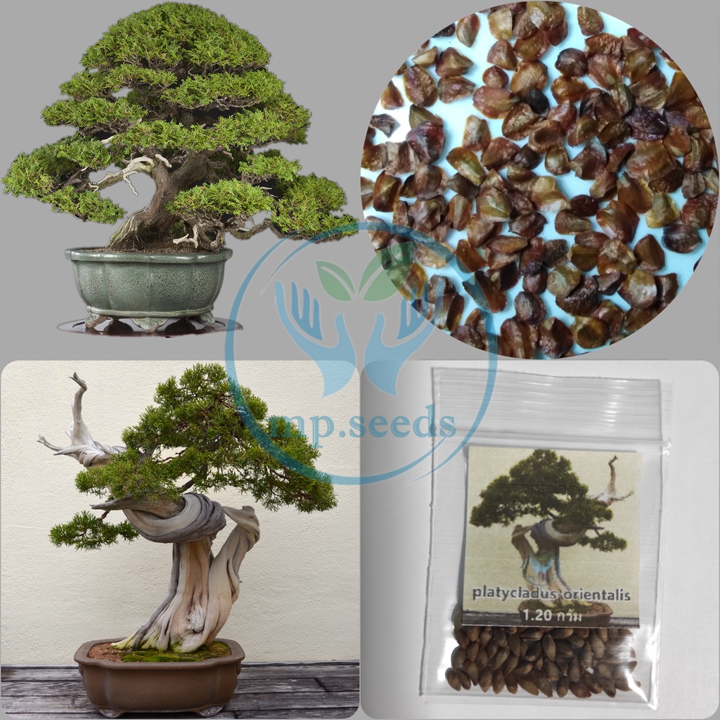 Hạt thông, Cây bách Hinoki 10h SHOP MỚI KHYẾN MẠI GIÁNG SINH