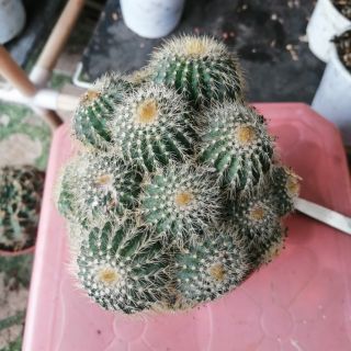 Bóng chùm size lớn - xương rồng