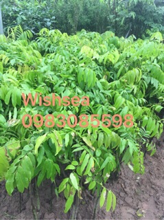Cây sấu giống
