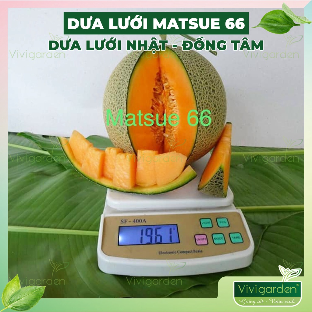 Gói 10 Hạt giống dưa lưới tròn Nhật chịu nhiệt tốt Matsue 66 vỏ xanh ruột cam, đặc ruột cực ngon