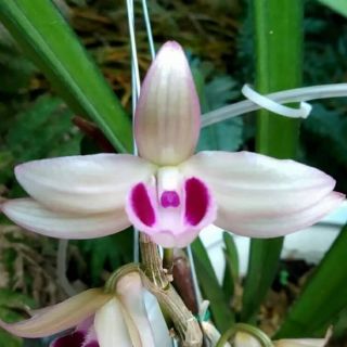 Phi điệp ám mắt đỏ