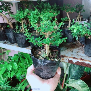 Sam Hương Bonsai Mini