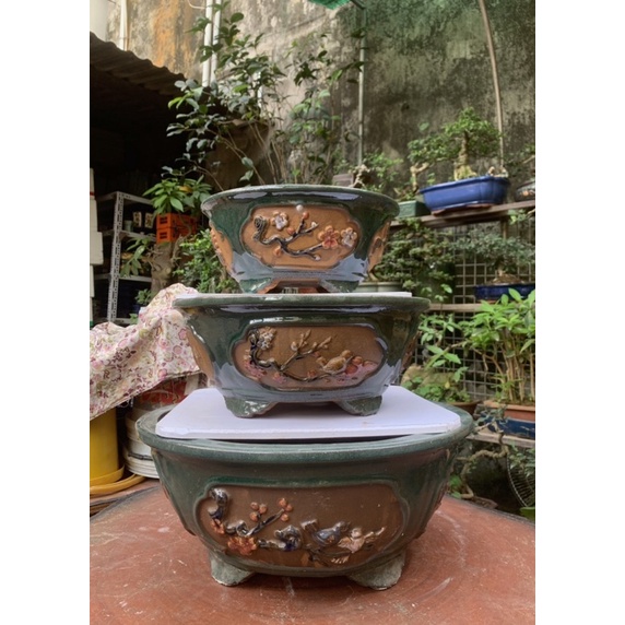 Chậu tròn trồng cây bónsai  - chậu tưs cảnh