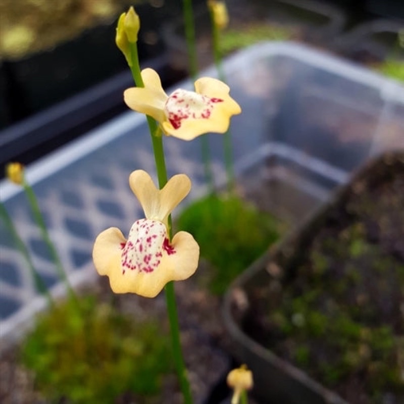 cỏ giấy fluva, utricularia fulva