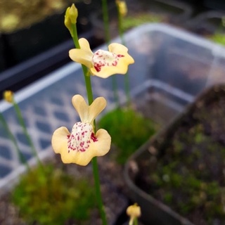 Cỏ giấy fluva, utricularia fulva