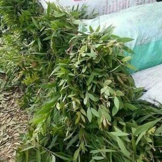 Tinh dầu tràm huế