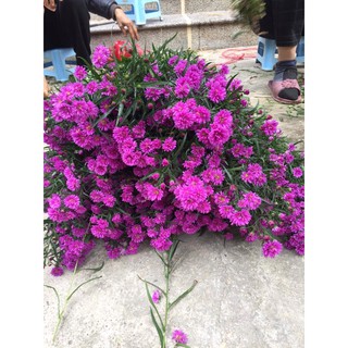 Thạch thảo tím kép 200 cây