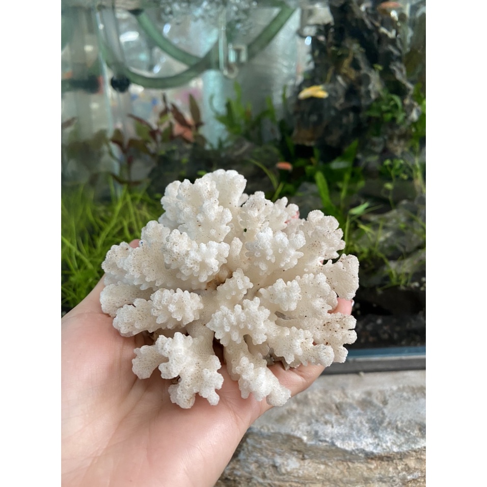 San hô Biển Trang Trí Bể Cá Cảnh sinh động, đẹp mắt