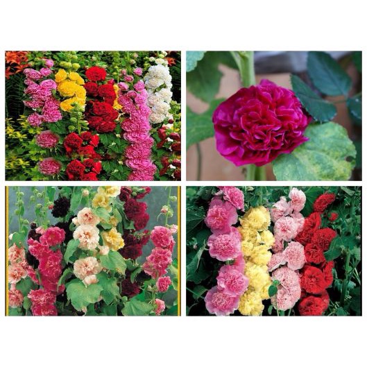 Hạt giống mãn đình hồng mix màu kép ( tặng kèm phân bón và kích mầm)