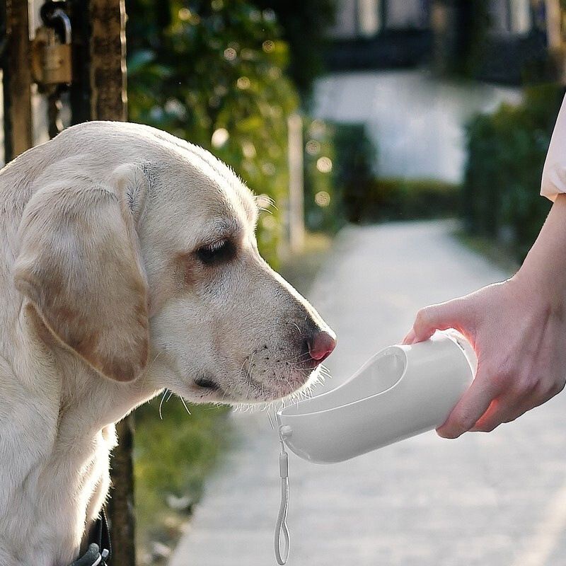 Bình uống nước du lịch Pet kit cho chó mèo