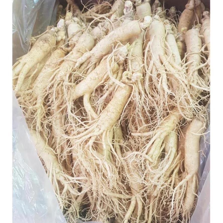 SÂM TƯƠI HÀN QUỐC 100% NHẬP KHẨU LOẠI 20 CỦ 1 KG | BigBuy360 - bigbuy360.vn