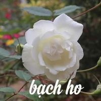 Cành chiết nguyên bản