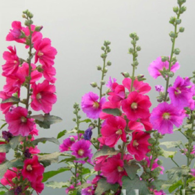 Hạt Giống hoa Mãn Đình Hồng Mix Màu 100 hạt