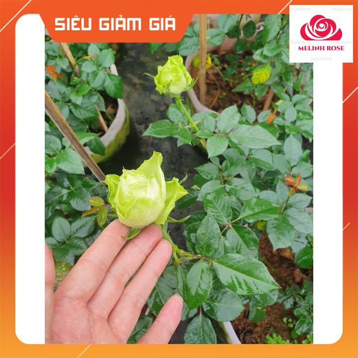 Hoa hồng Pháp Green Romantica Cây hoa hồng Pháp Green Romantica