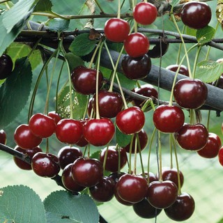 Hạt giống cây ăn trái cherry nhiệt đới 10 hạt (TẶNG gói kích thích hạt nảy mầm)