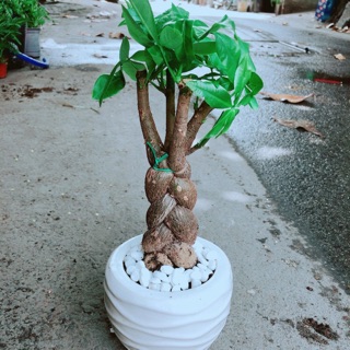 Chậu kim ngân 3 thân thắt bính
