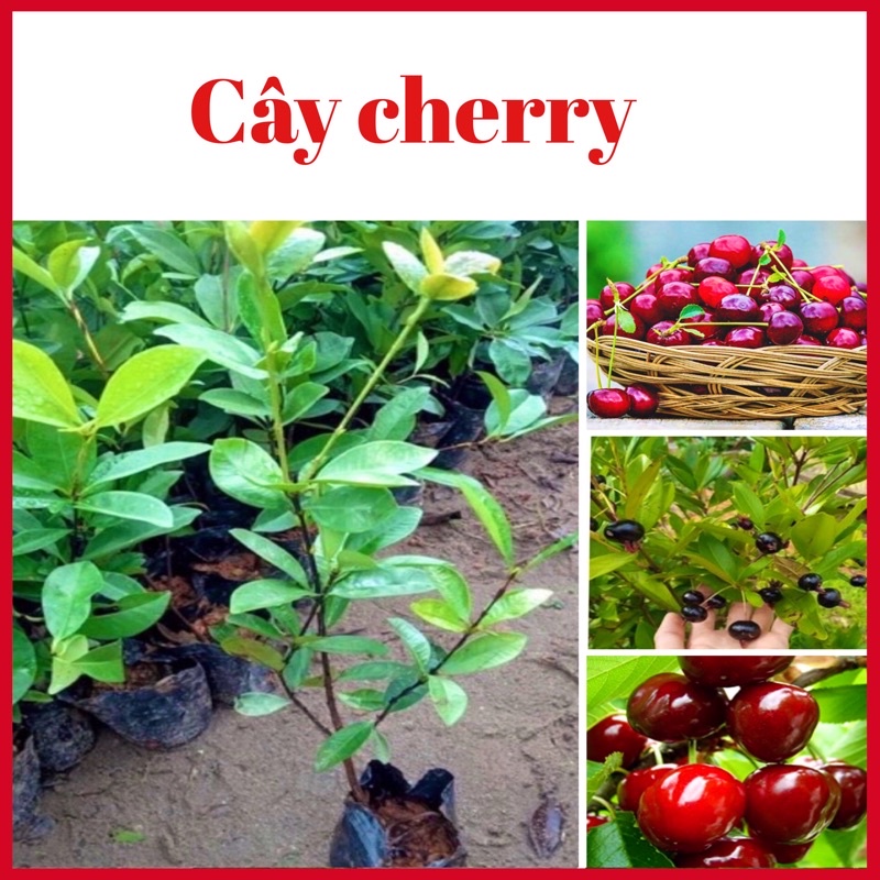 CÂY CHERRY BRAZIL (ANH ĐÀO BRAZIL) NHIỆT ĐỚI CAO 50 CM 1 NĂM RA QUẢ (ảnh thật hình cuối)