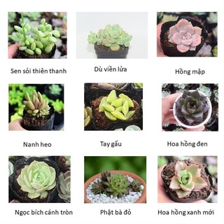 💢Sen đá vỉ mini mix màu 🆕(giao cây ngẫu nhiên)