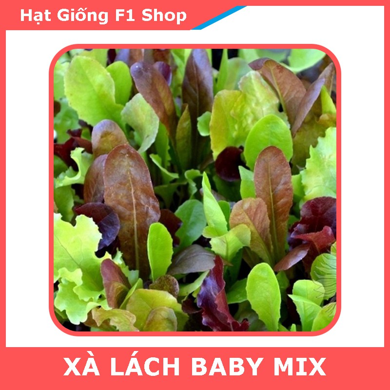 Hạt Giống Xà Lách Baby Nhiều Màu Mix Dễ Trồng Xuất Xứ Hà Lan (6 Gam)