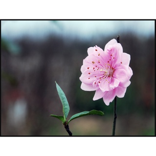 ĐÀO BÍCH - ĐÀO PHAI(  ĐẢM BẢO CHUẨN GIỐNG)-CÂY CAO 30-40CM