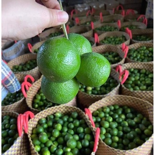 Chanh tươi nhiều nước