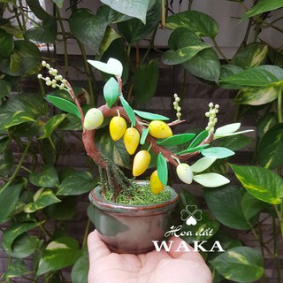 Bonsai Mini- Cây Xoài Mini 01