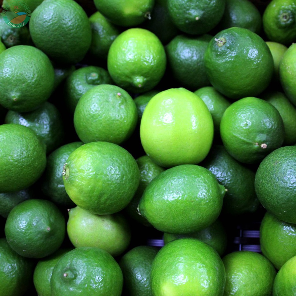 Cây Giống Chanh Giấy siêu sớm