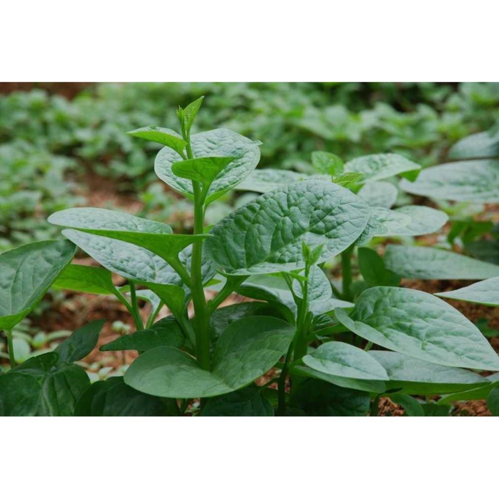Hạt Giống Mồng Tơi Cao Sản (10 gr)