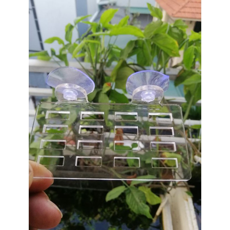 Khay mica trồng cây thủy sinh