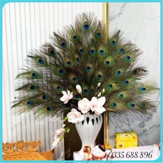 [ MẮT NHỎ ]  30 Lông Công phong thuỷ mắt nhỏ dài ~90cm tự nhiên 100%