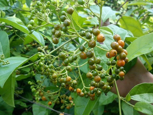 Xạ đen Hoà Bình