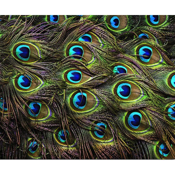 Lông công trang trí phong thủy thu hút tài lộc may mắn sung túc cho gia đình chủ nhân dài 90-120cm | BigBuy360 - bigbuy360.vn