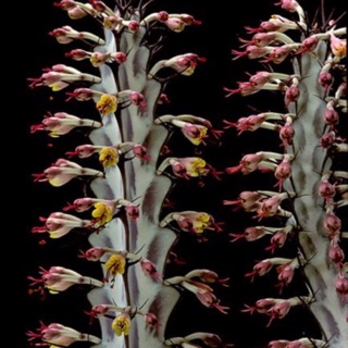 Xương rồng mủ đục( euphorbia)