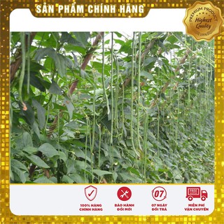 Bộ gói hạt giống đậu đũa xanh