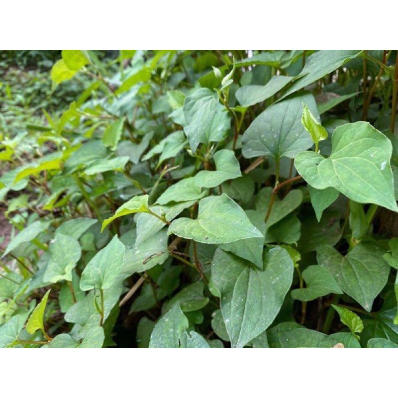 CÂY DIẾP CÁ