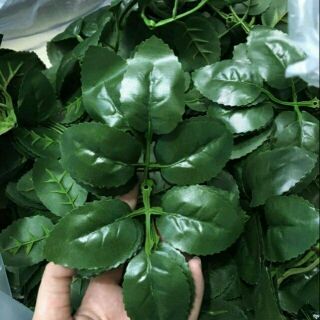 1 lạng lá hoa hồng