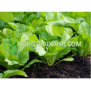 20gr - hạt giống cải bẹ xanh mỡ