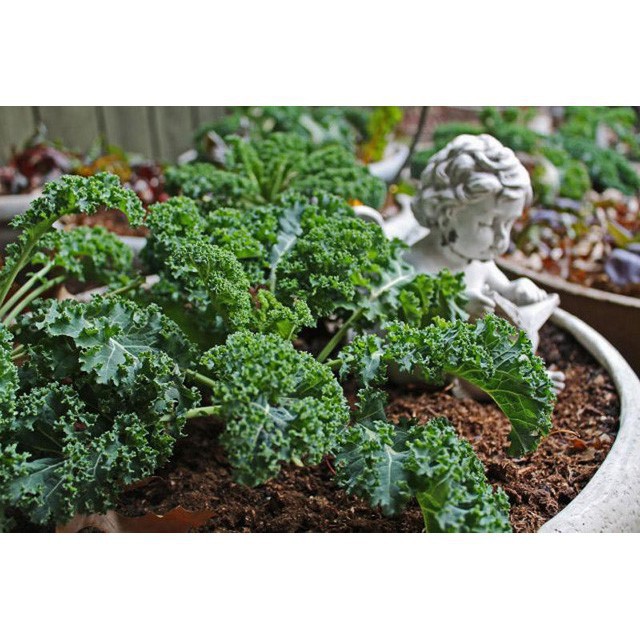 Hạt giống Cải lá Xoăn xanh Kale
