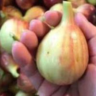 Cây sung mỹ