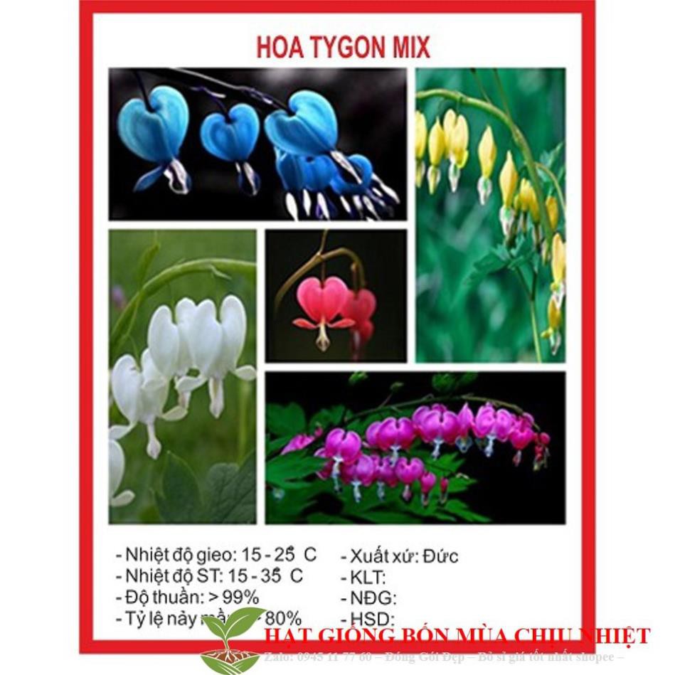 Hạt giống hoa tigon mix 5 mầu Xanh trắng hồng đỏ vàng gói 20 HẠT ĐẾN MÙA TRỒNG TẾT