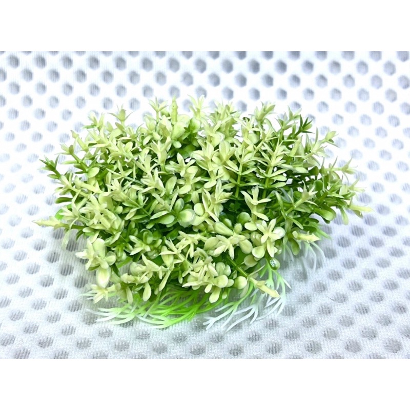 Cụm Rêu Trang Trí Hồ Cá Tép, Thuỷ Sinh