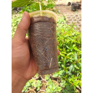 cây Hoàn Ngọc Đỏ