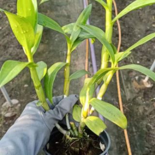 Nắng Alba cây sắp hoa