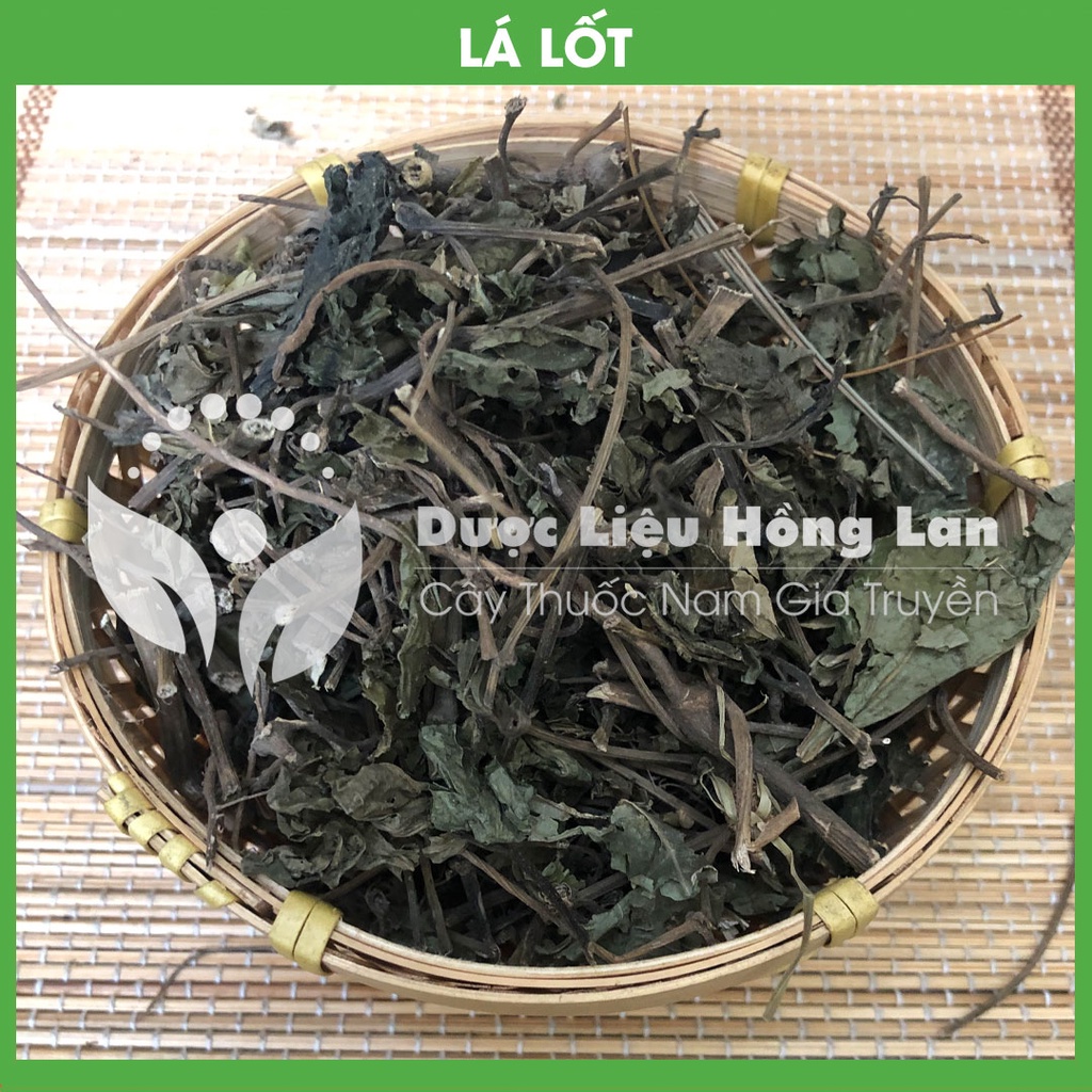 CÂY LÁ LỐT khô đóng gói 1kg - congtyduoclieuhonglan