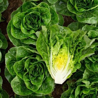 Hạt giống xà lách romaine giàu dinh dưỡng, nảy mầm tốt, thích hợp trồng thủy canh